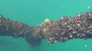 Nye ressurser fra havet til mat eller f&ocirc;r