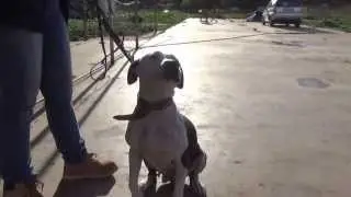 Meitje Needs a Home