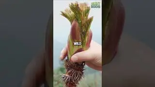Король диких овощей