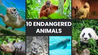 Top 10 Endangered Animals for Kids | Fun Facts & Why They Need Our Help!
