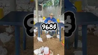 costos de producci&oacute;n para 100 pollos de engorde 🐔✅ #emprendedor100x1 #pollosdeengorde #granja