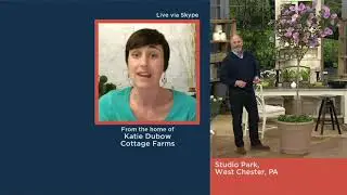 Cottage Farms 1-piece Lavender Chiffon Rose of Sharon Tree on QVC