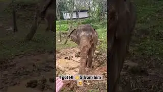 🙉RUN FOREST RUN 🏃&zwj;♀️ #elephant #attack #cuddle #morning #hello #phuket #natalijakica