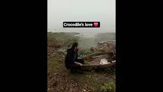 #crocodile #viral #trending #viralvideo #viralvideo #ytshorts #song #dental #dentist #ytshorts #yt