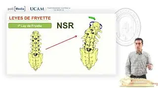 Leyes de Fryette   Javier Meroñ