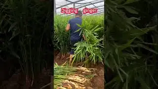 Fresh Ginger Pulling&mdash;Crunchy Beauty in Every Motion