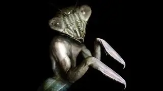 Former Delta Force Commander and DARPA Scientist encounter with a 7 foot Praying Mantis