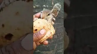 Reshmi rumal🥰🥰#song #squirrel shorts #mera chuchu #love #animals #ytshorts