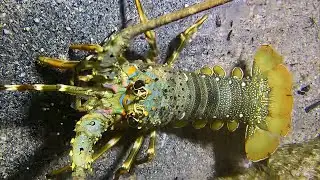 Live 🟢 &ndash;Extreme Diving Full Run - All Thrilling Moments！🦀🌊#diving  #fishing #hunting #shorts