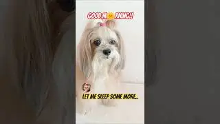 🐶doLLy sAys g🌞🌞d m😊rning #ytshorts #shorts #funny