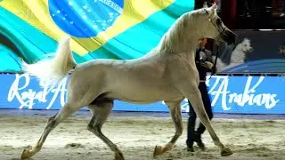 EL JAHEZ WH - Gold Champion Senior Stallion - Brazilian Nationals 2019