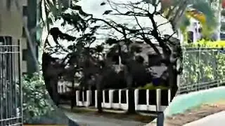 Música de NG La Banda - Masca La Cachimba - Marina Hemingway, CUBA