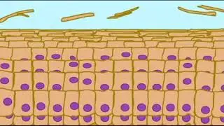 THE INTEGUMENTARY SYSTEM: Skin Cycle