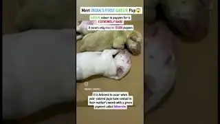 Green Puppy😱😱😱#rare #extreme #green #puppy #viral #viralvideo #viralshorts