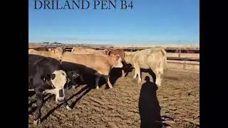 DRILAND PEN B4