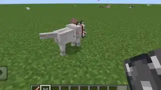 Baby Cats vs Tamed Wolf