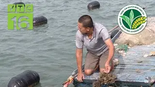 Ngư dân Quảng Ninh nuôi biển chuyển đổi từ phao xốp sang phao HDPE | VTC16