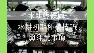 [EN SUB/中文字幕] 蘭花 - 蝴蝶蘭半水耕换到純水耕 | 技巧與注意事項 | 蘭花種植