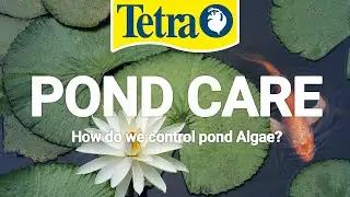 How do we control pond Algae?