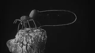 To Demonstrate How Spiders Fly (1909) | BFI National Archive
