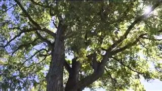 Elm Watch