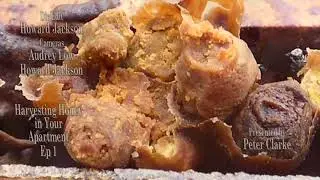Harvesting Honey on Our Balcony Ep #1
