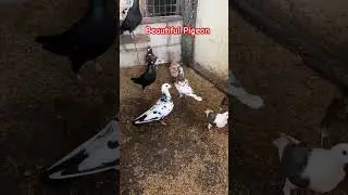#pigeon #viralvideo #birds #pigeonlover #homer #racingpigeon #offcolor #kalapati #viralshorts