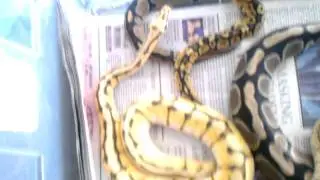 Ball python update Feb/2012