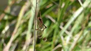 Japanese Banded Darters Copulating