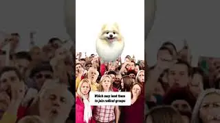 Why your dog should NEVER sleep in bed with you #dogs #facts #short #pomeranian