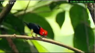 The Michael Jackson Bird, AWESOME!!