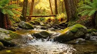 3D Nature Sounds &ndash; Immersive Forest Sounds and Bird Sounds (Wear Headphones)