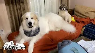 息子（格下）より格上認定？ベルにソファーを開放したアランです　Great Pyrenees　グレートピレニーズ