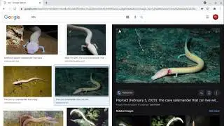Animal Wonders: Olm