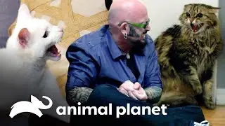 4 gatos que atacaron a Jackson | Mi gato endemoniado | Animal Planet