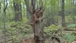 Quiet Walk in the Forest | Barre, Massachusetts Nature Video