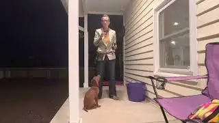 Introducing potty bells