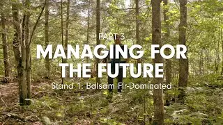 Managing for the Future: Balsam Fir