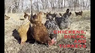 Winter on the Little Way Homestead: Meet the Chickens, Ducks, Turkeys