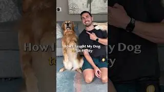 This trick can increase your dog&rsquo;s balance and body awareness!