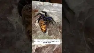Как птицеед чувствует добычу: Chilobrachys sp. Electric Blue  #tarantula #пауки_птицееды  #spider