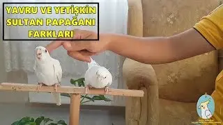 SULTAN PAPAĞANI YAŞ TAHMİNİ
