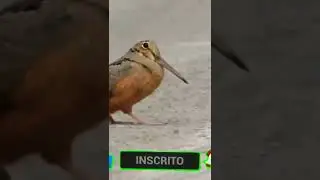 GALINHOLA AMERICANA. UMA AVE QUE CAMINHA BEM ENGRA&Ccedil;ADO #short