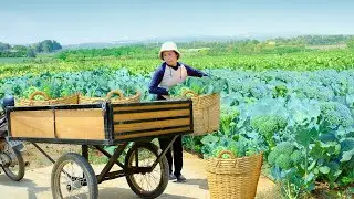 Harvest Broccoli To Sell At The Market, Use Discarded Leaves As Feed For Chickens, Ducks, Garden.