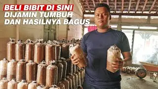 Pembuatan Baglog Jamur Tiram, Harmoko Bisa Jual 4 Ribu Baglog Sebulan