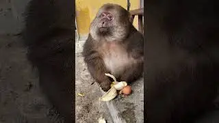 Such a gentle monkey @Name a person you think is most like it