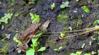 Epomis larva luring and preying on a toad