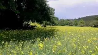 Sting - fields of gold - Cover by HP Schmitz