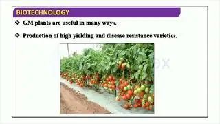 Biotechnological Applications in Agriculture