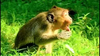 Nasty Janet​ choking | Janet​ very hungry eat grass by starving cos Jane wean milk her full day